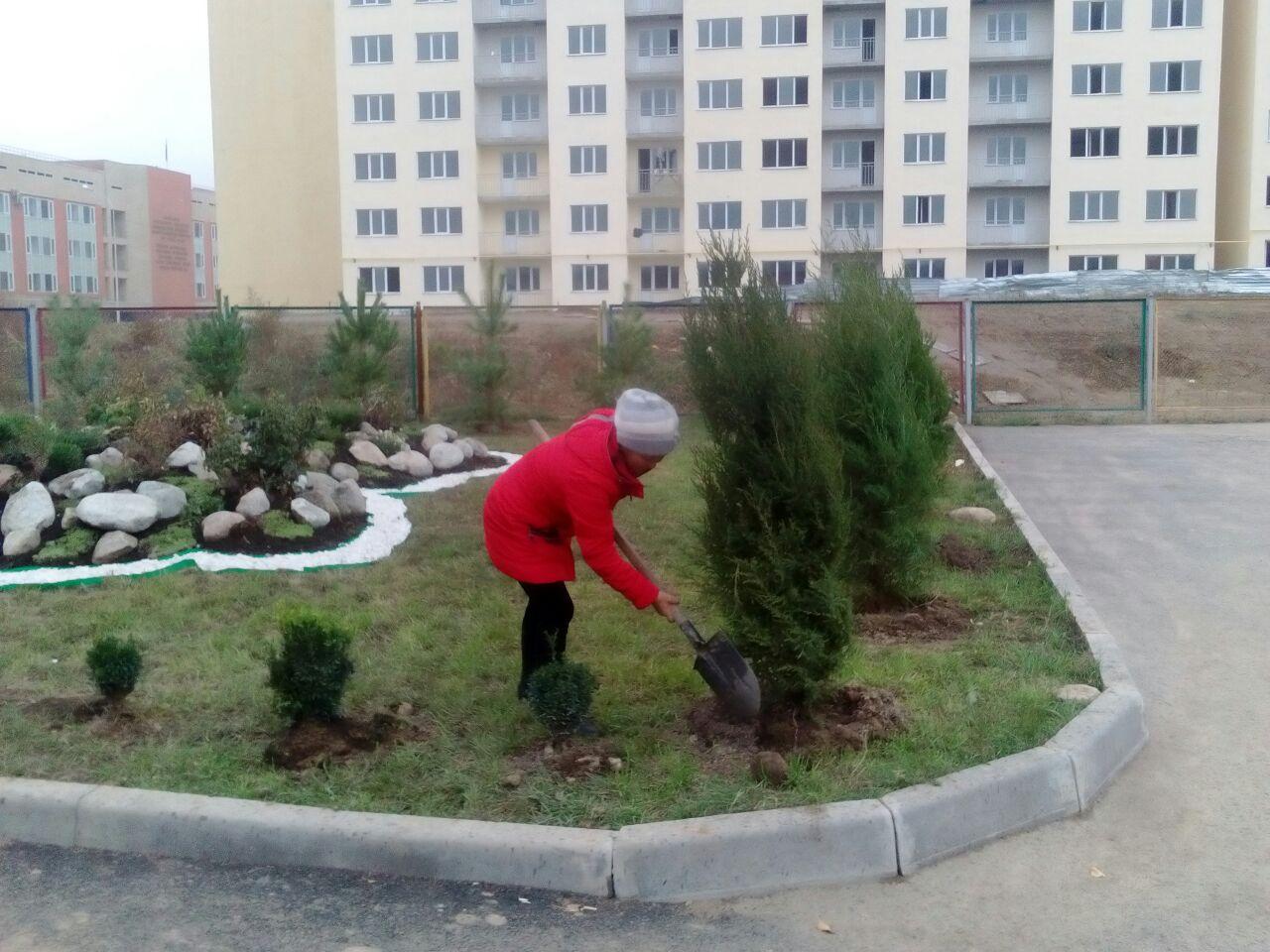 Күзгі сенбілік